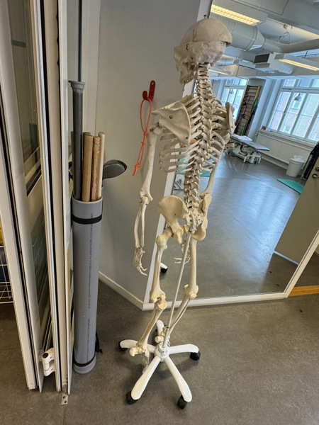 Anatomisk modell, skelett, stativ