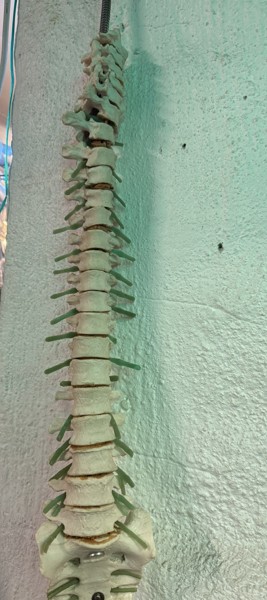 Ryggrad, anatomisk modell, m hängare