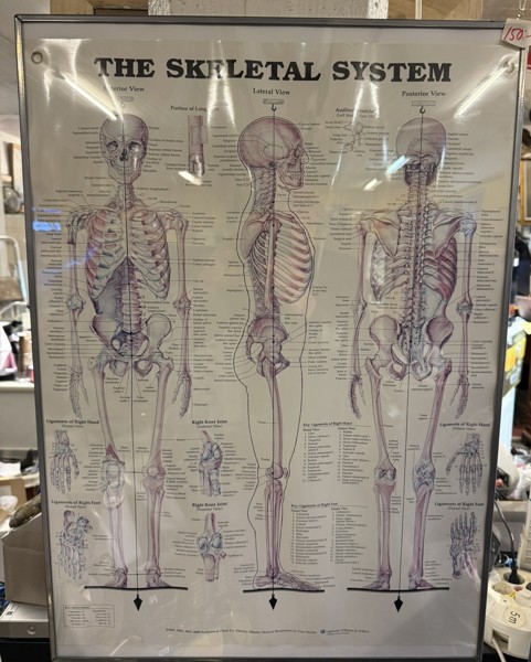 Ramad plansch, antomi, 50x70